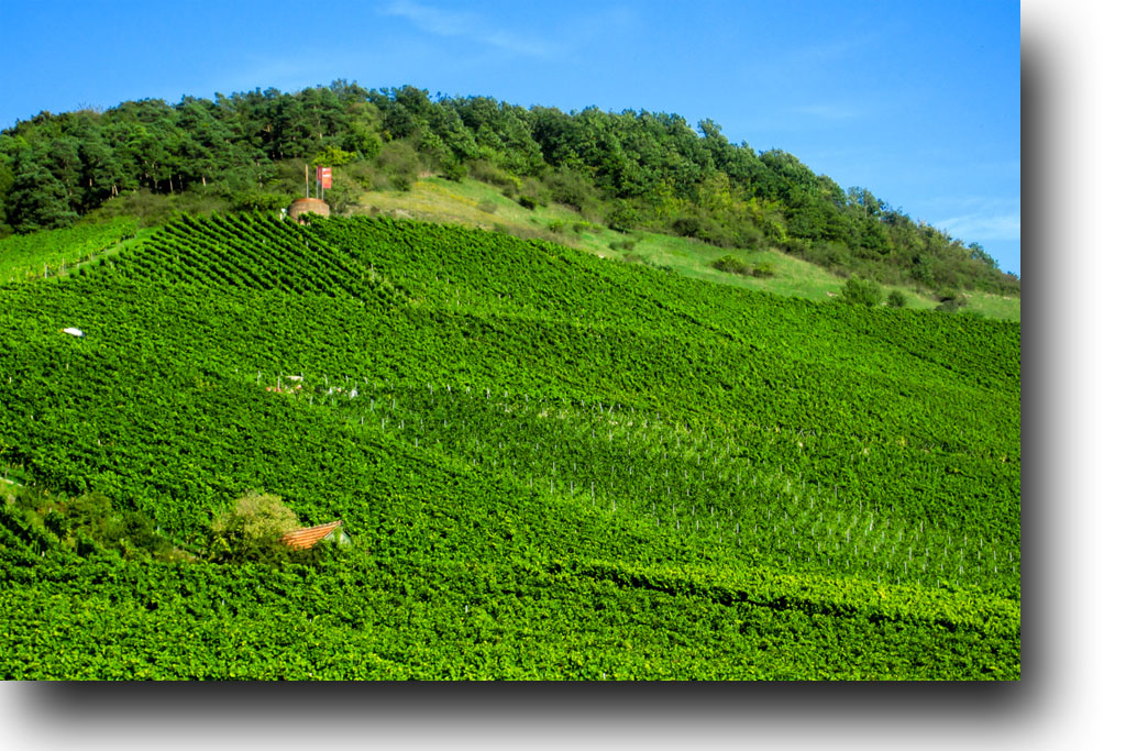 Weinberge am Schwanberg