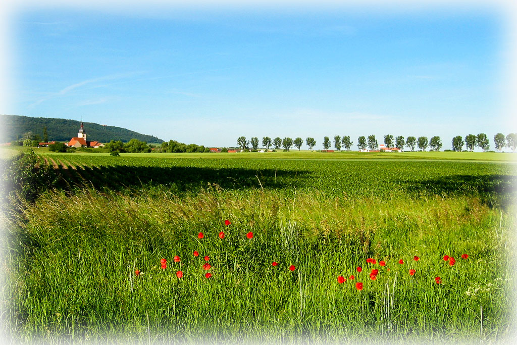 Wiesenbronn mit Pappelallee