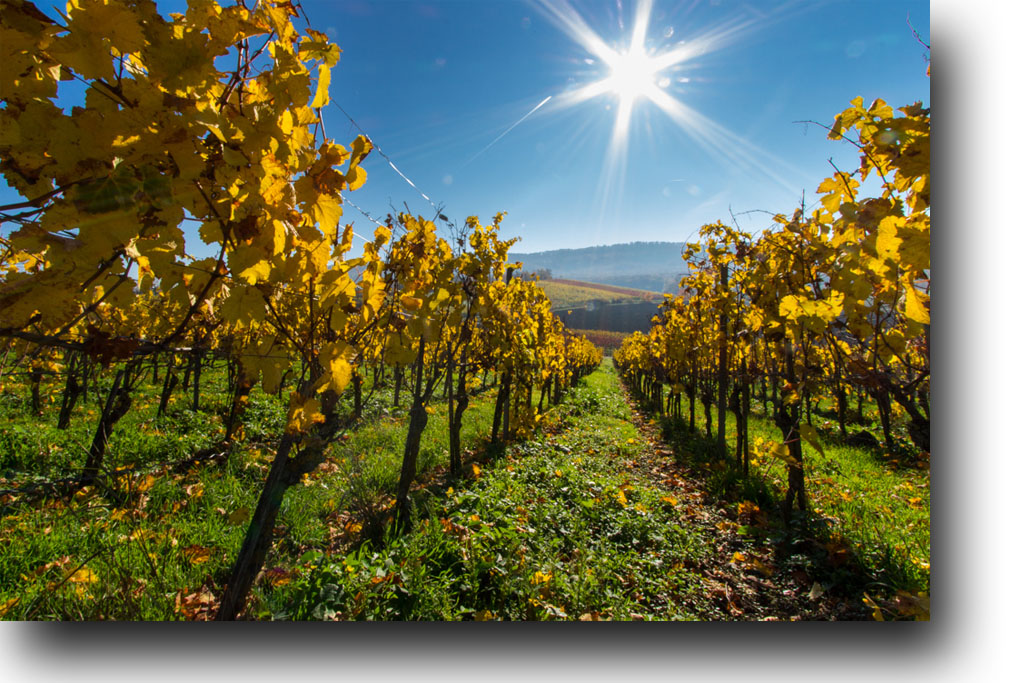 Weinberg im Spätherbst