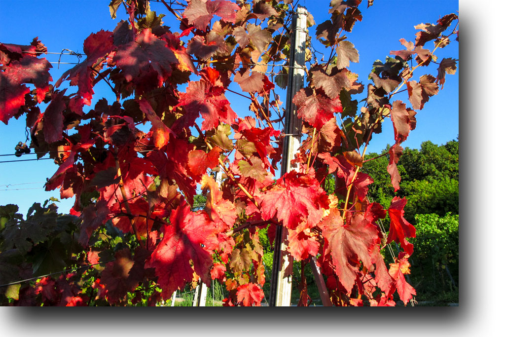 Weinstock in Herbstfärbung
