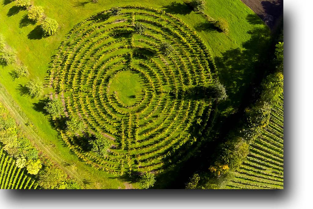 Weinlabyrinth