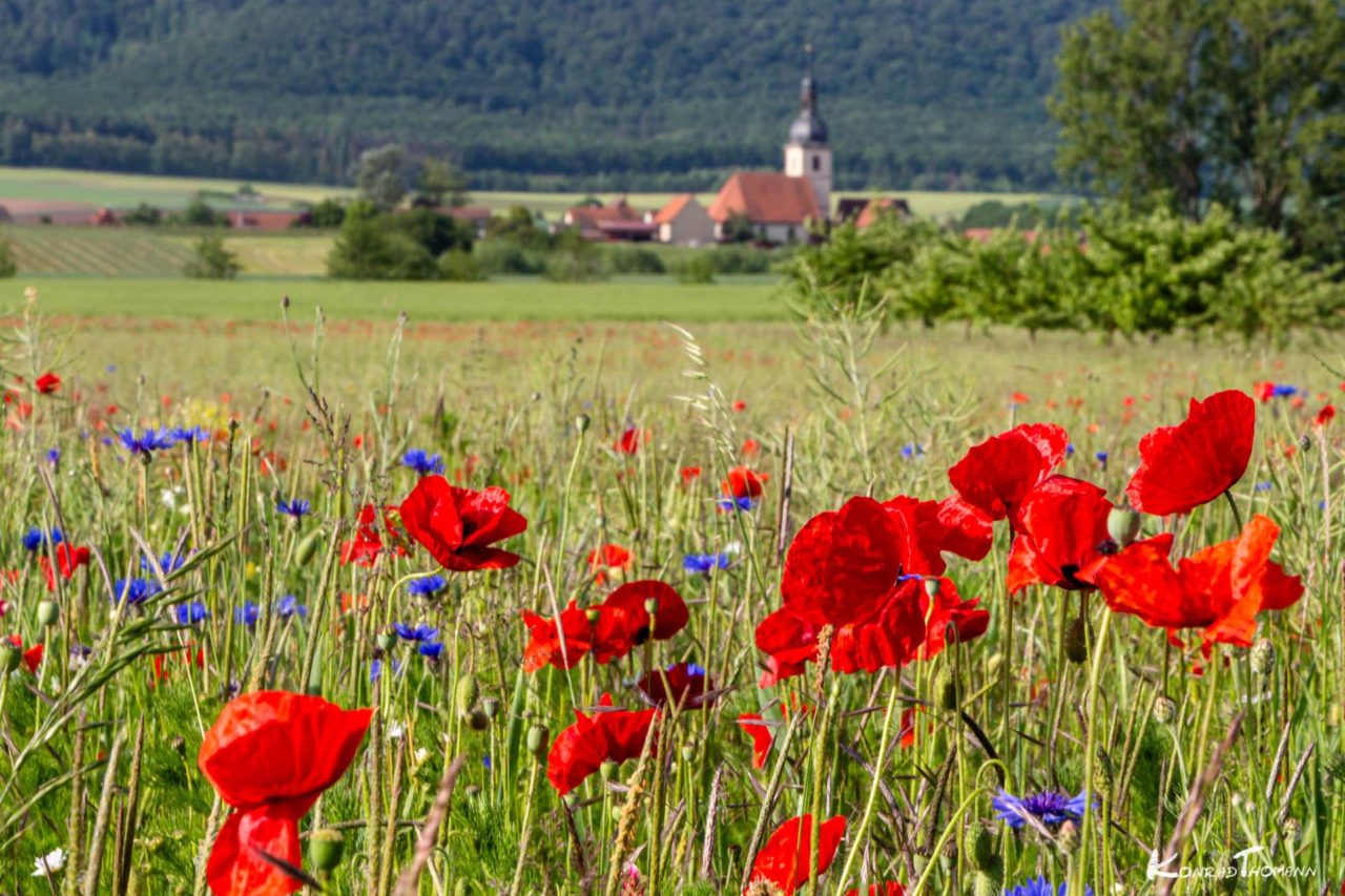 Wiesenbronn Willkommen auf der Rotweininsel